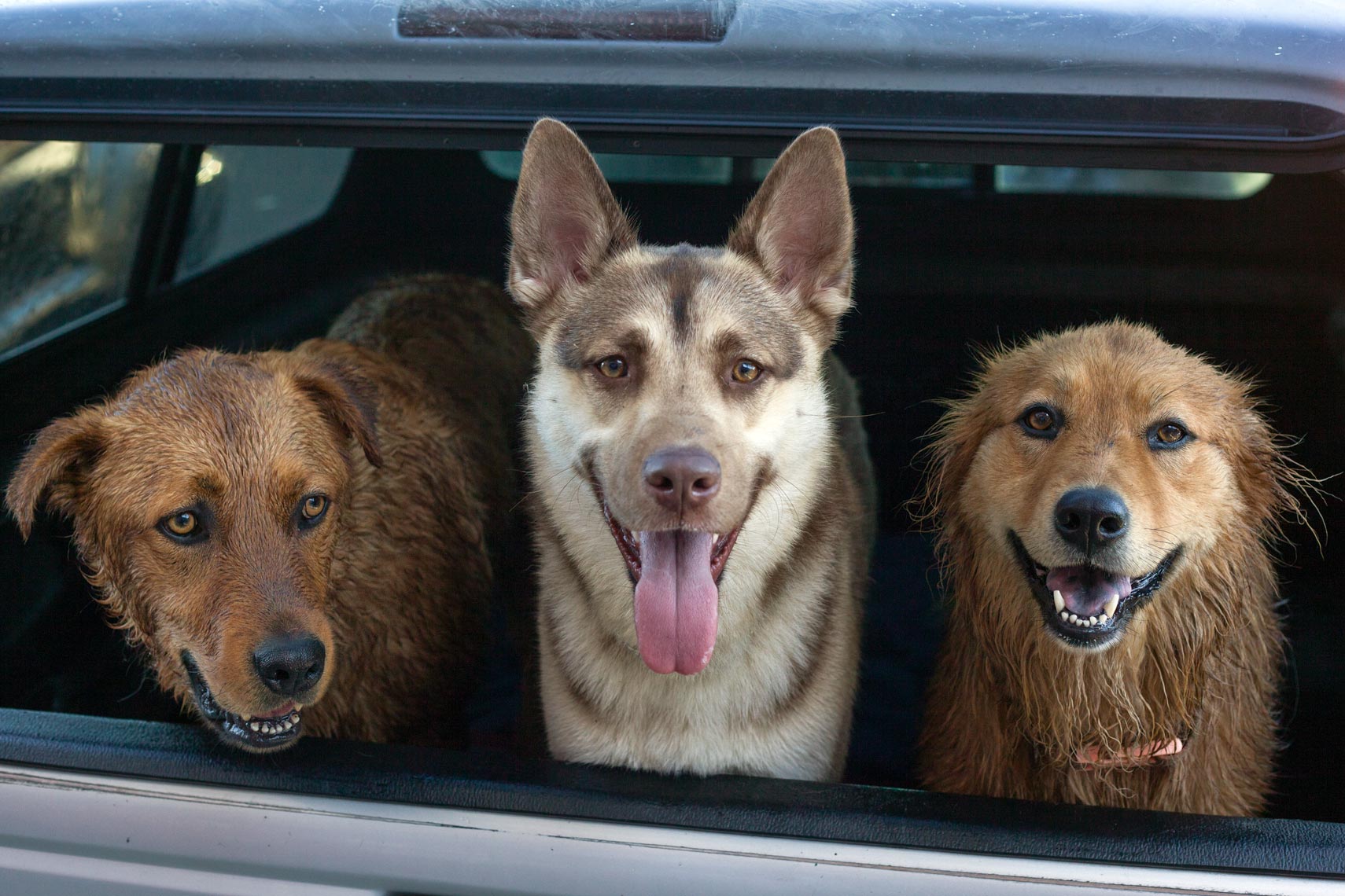 Three dogs in a car