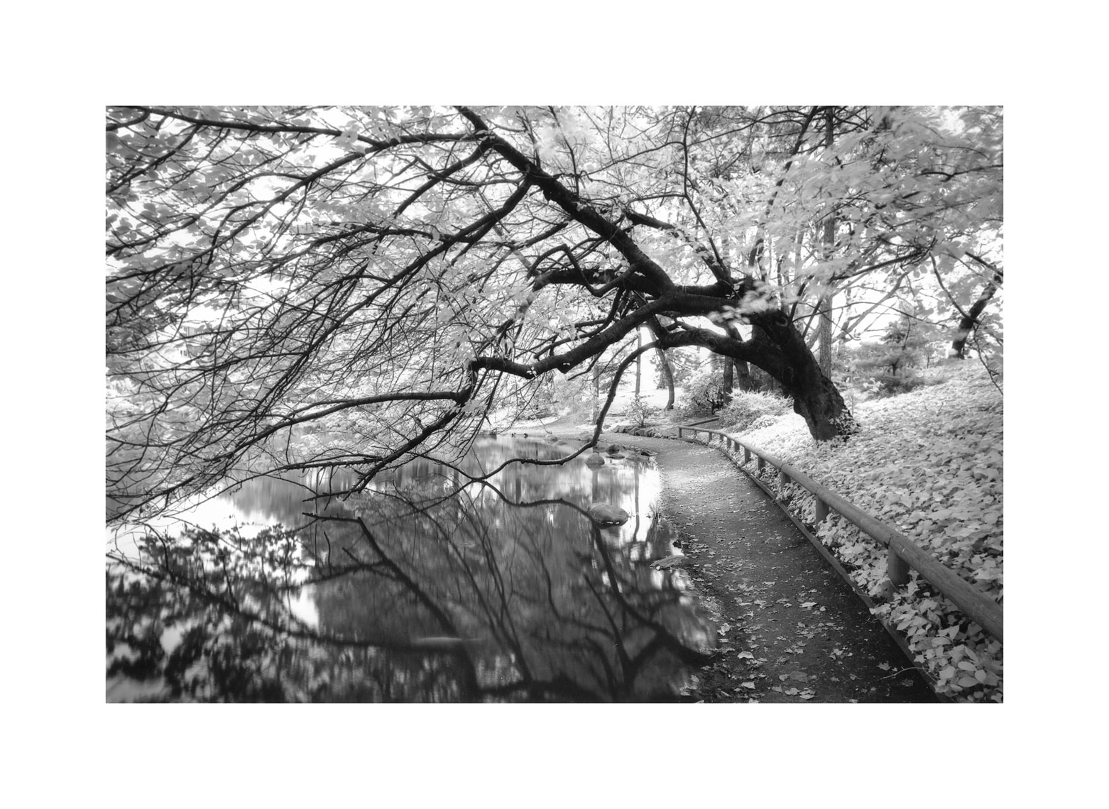 137A-Infrared-Japanese-Gardens.jpg
