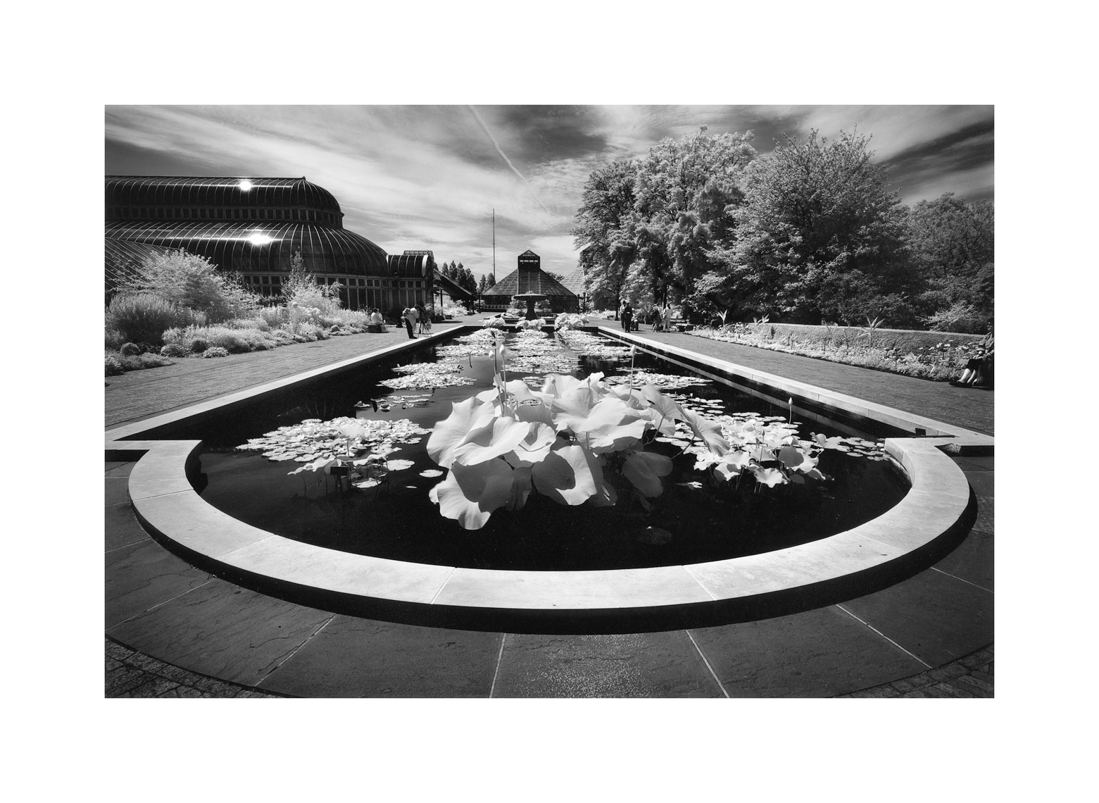 160-Lily-ponds-infrared.jpg
