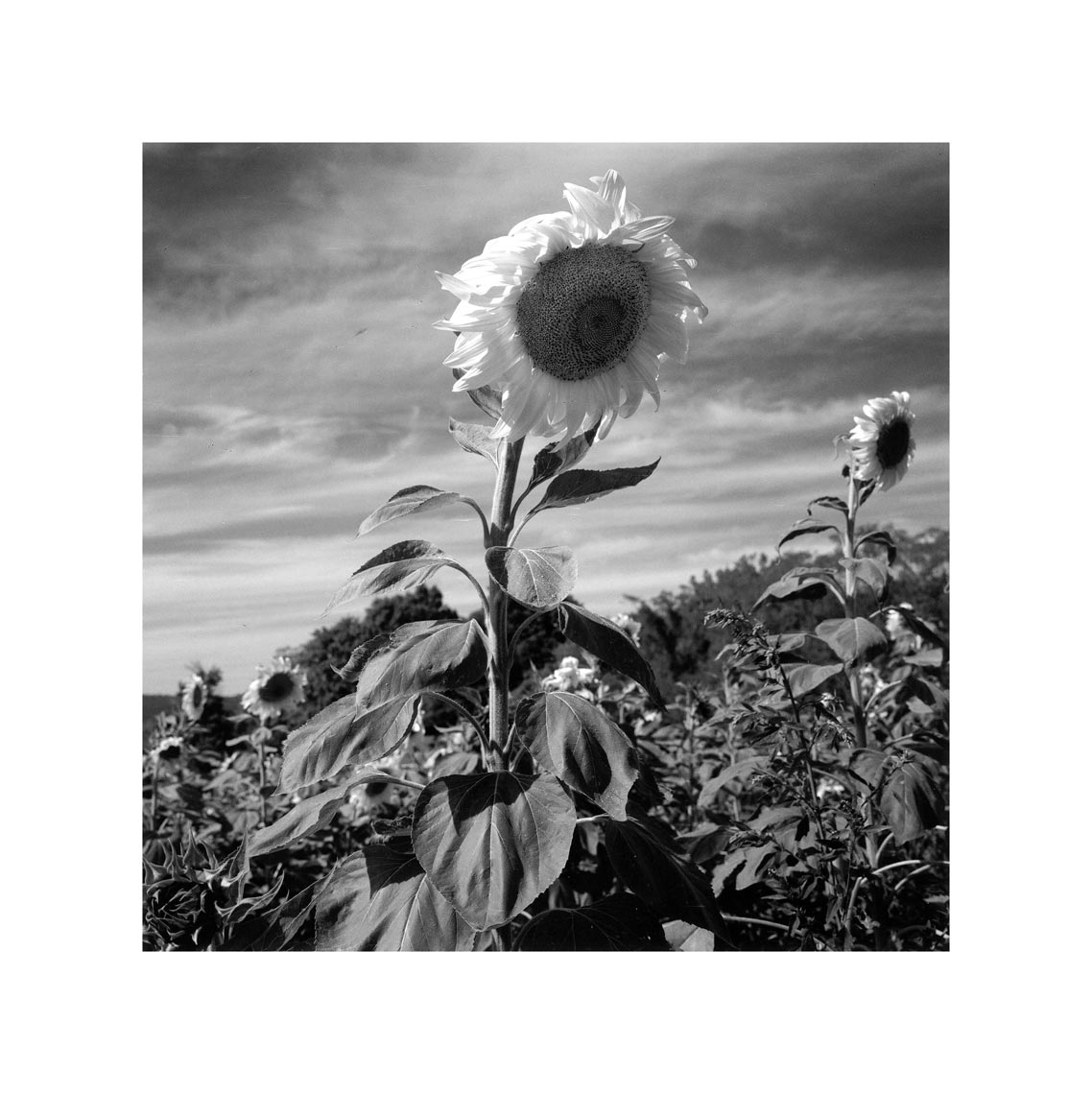 266-Sunflowers,-Ulster-county 3.jpg