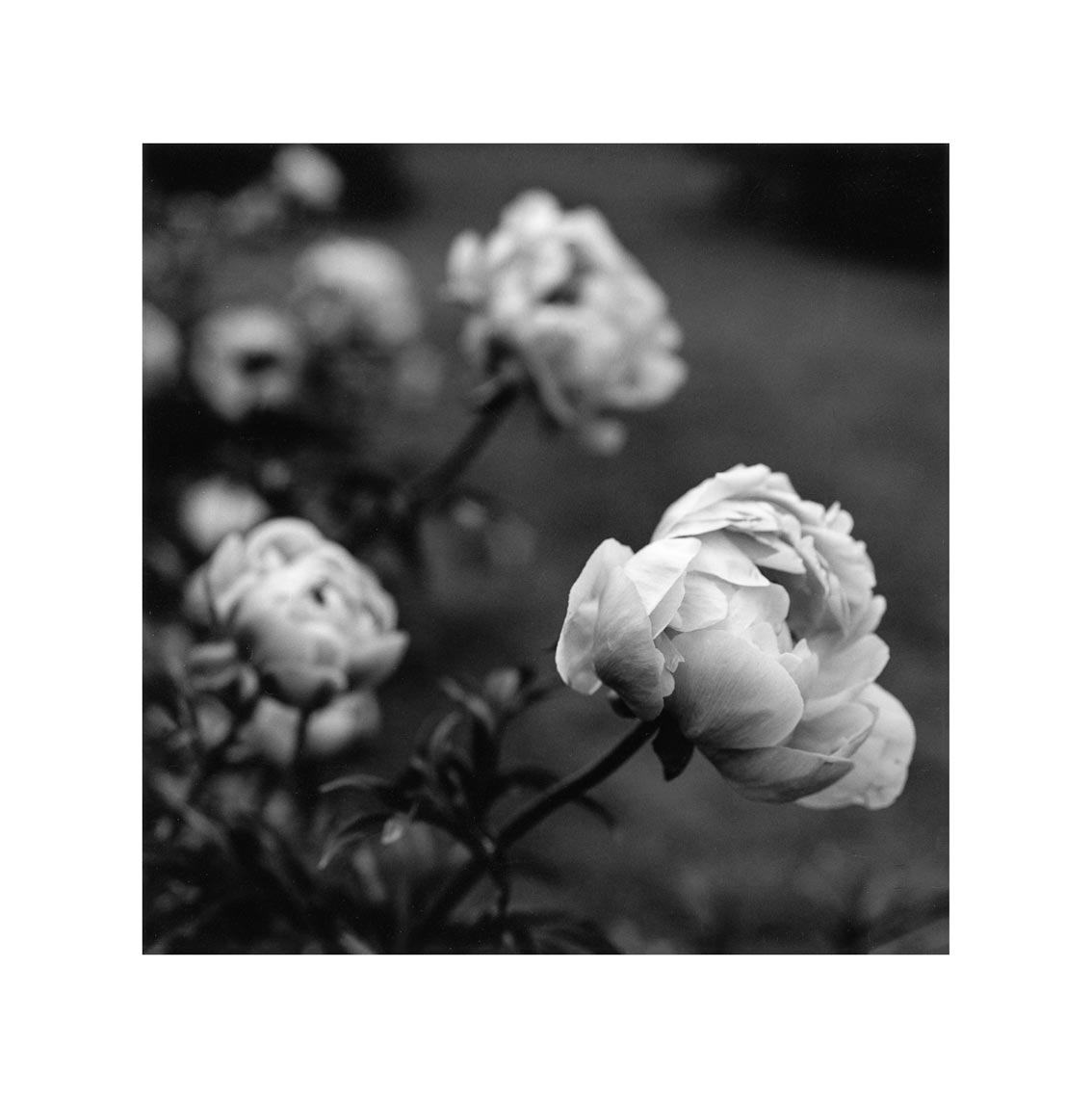 272-Soft-Peony-in-a-garden.jpg