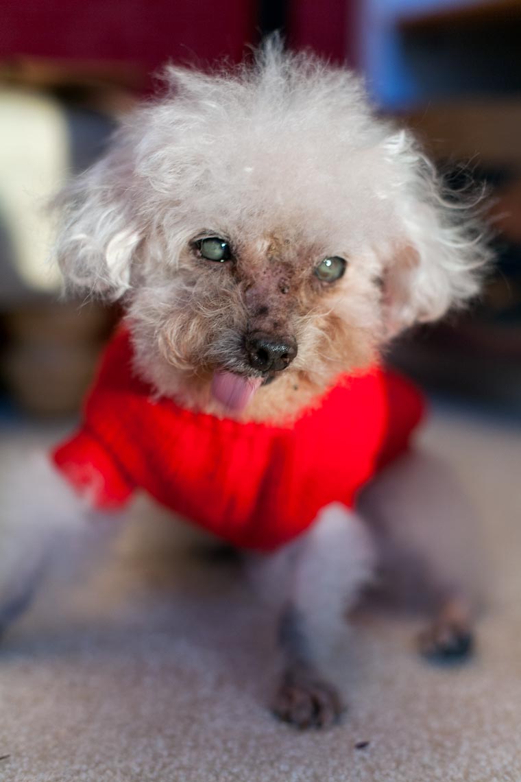 Blind old poodle