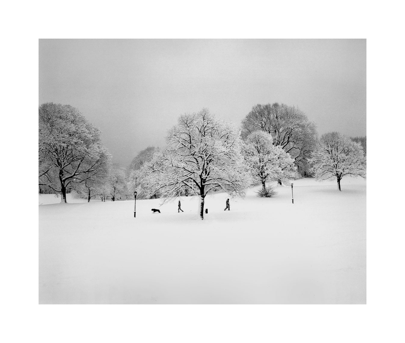 72-Snow-dog-trees-Prsp-Pk-2.jpg