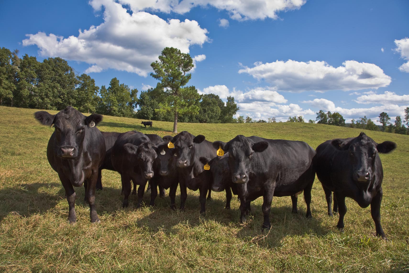  Cows out to pasture, Chapel Hill, NC