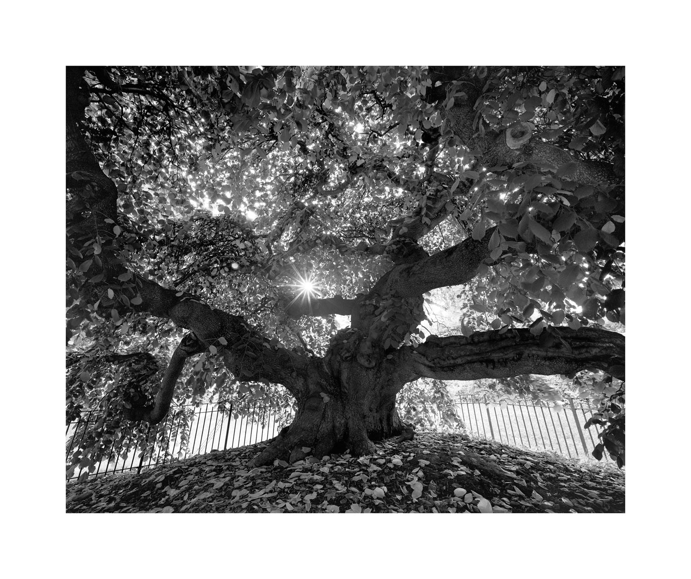 Camperdown-Elm-working-Edit-Edit-Edit.jpg