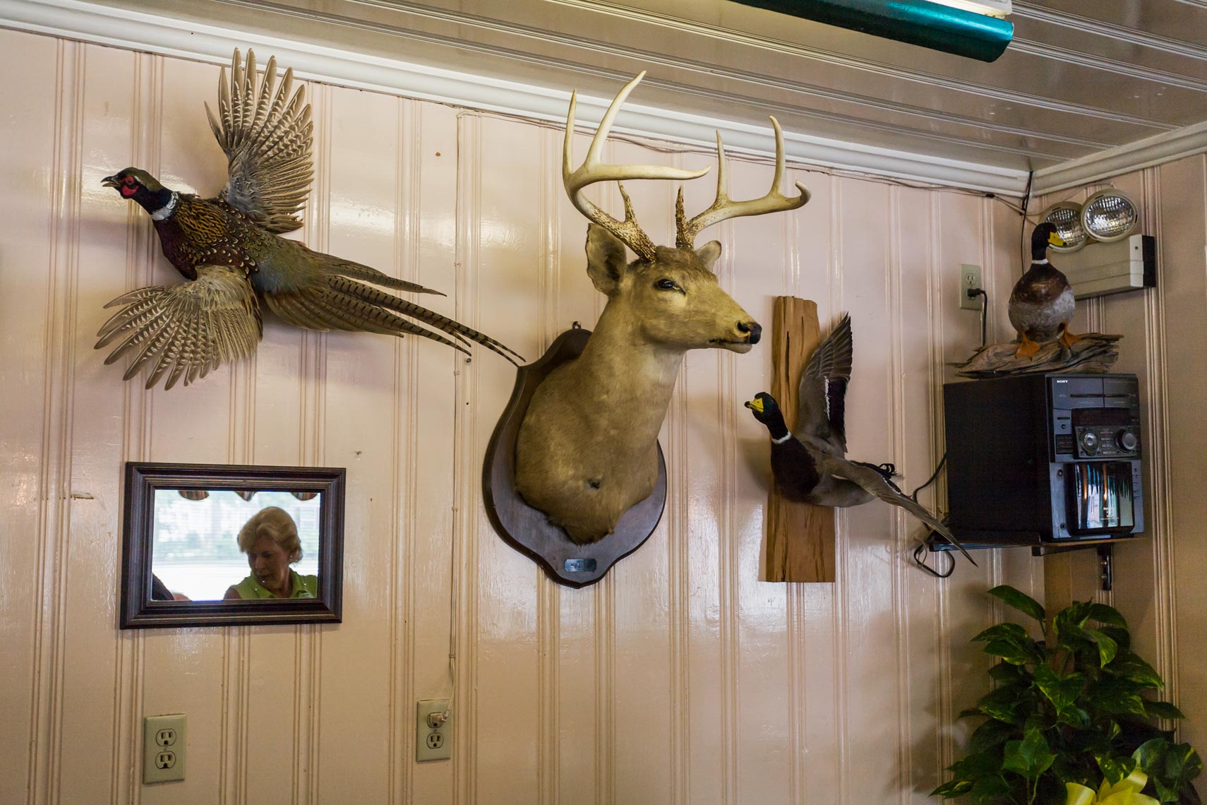 Taxidermy on the wall